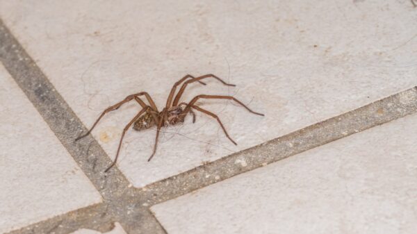 Spinne