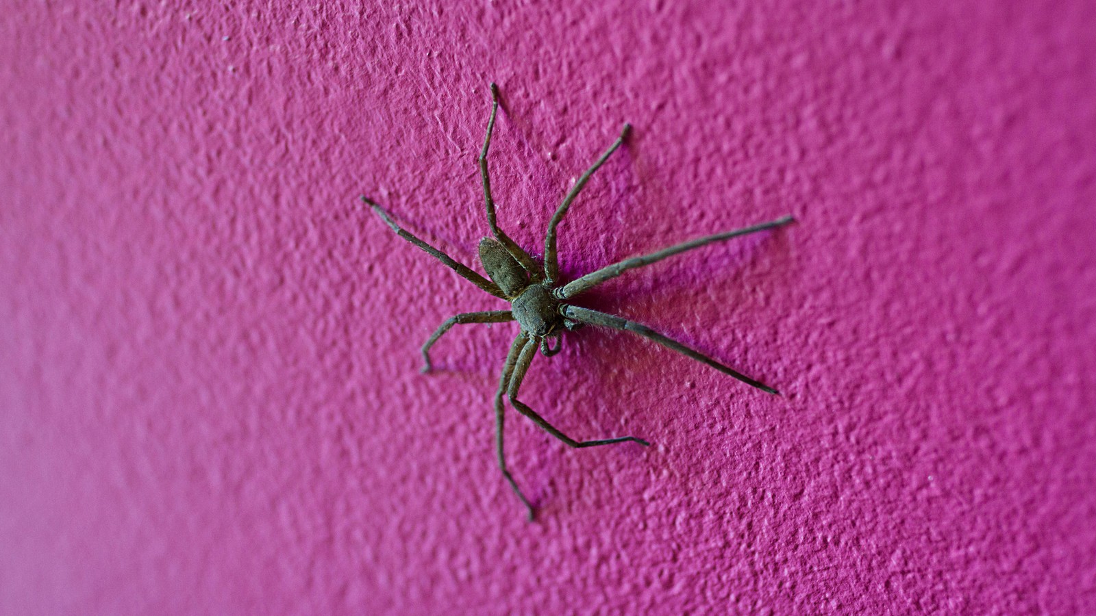 Sie ist bissig! Ist die Hauswinkelspinne gefährlich? 61 Spinne