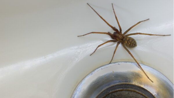 Spinne im Bad