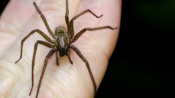 Spinne