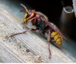 Sind Hornissen gefährlicher als Wespen?