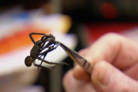 Dschungelcamp 2018: Giftigste Spinne plötzlich im Camp! 68 Dschungelcamp 2018: Giftigste Spinne plötzlich im Camp!