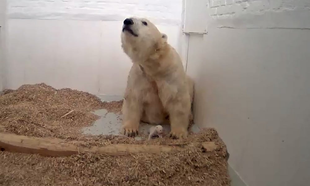 Eisbären Baby