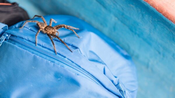 Spinne Rucksack