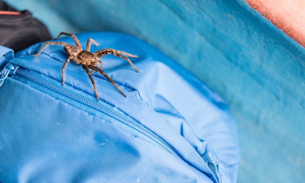 Spinne Rucksack