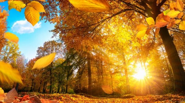St 110 Herbst BILD iStock