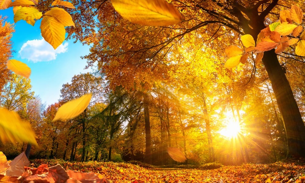 St 110 Herbst BILD iStock