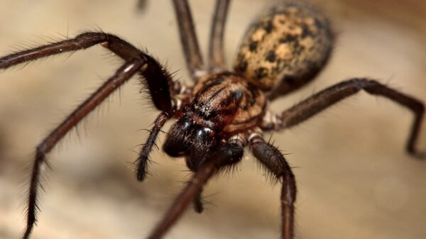 St 116 Spinne BILD iStock