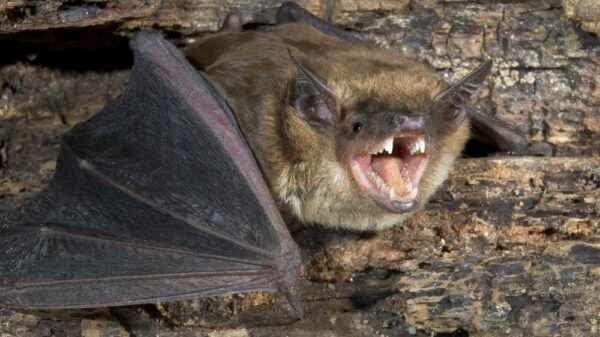 St 187 Fledermaus BILD iStock