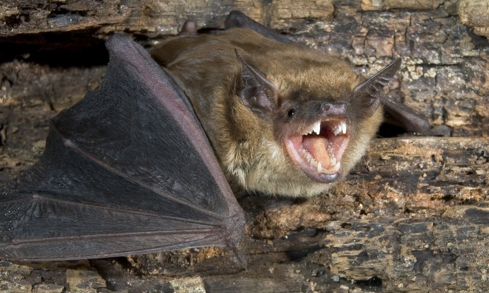 St 187 Fledermaus BILD iStock