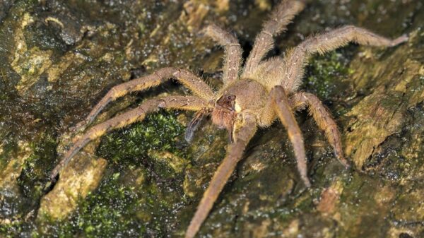 St 194 Spinne BILD iStock