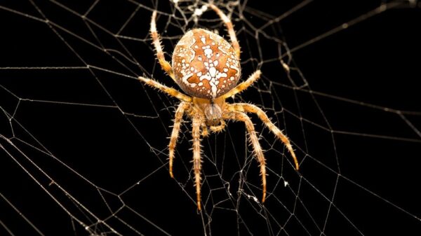 St 219 Kreuzspinne BILD iStock