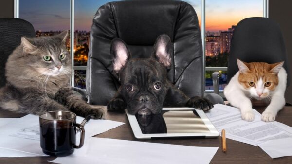 St 22 Hund Katze Büro BILD iStock