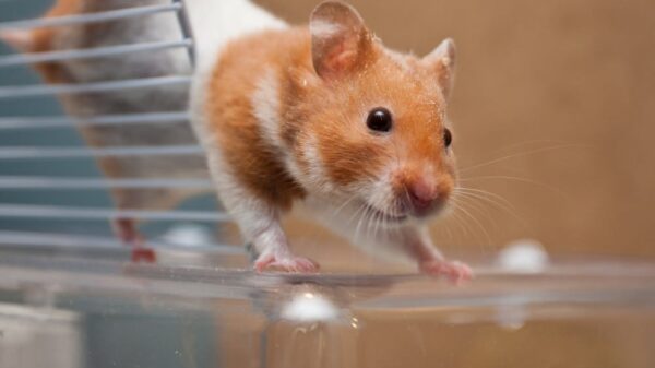 St 225 Hamster BILD iStock