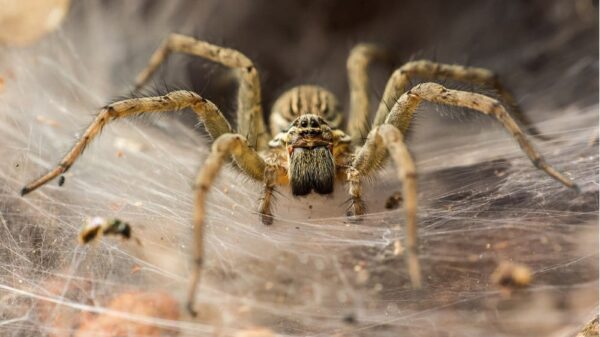 St 255 Spinne BILD iStock