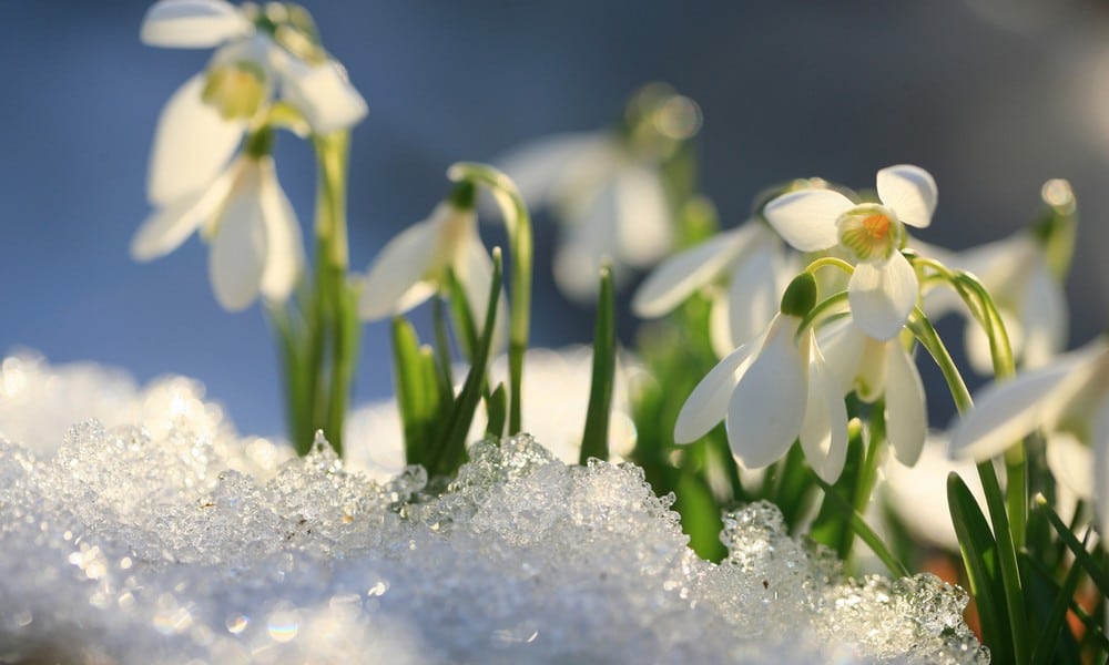 St 276 Frühling Schnee BILD iStock