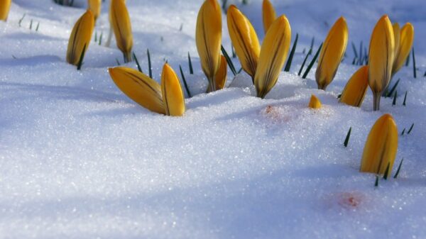 St 278 Frühling Schnee BILD iStock