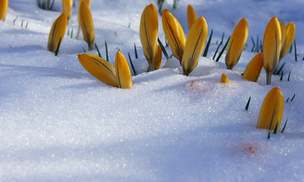 St 278 Frühling Schnee BILD iStock