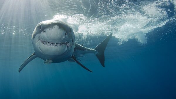 St 369 BILD iStock