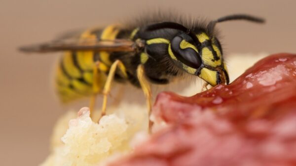 St 417 BILD iStock