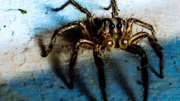 St 49 Spinne BILD iStock