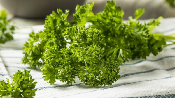 St 567 BILD iStock