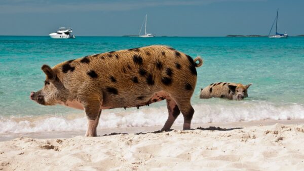 St 598 BILD iStock