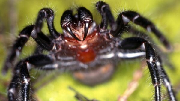 Spinne