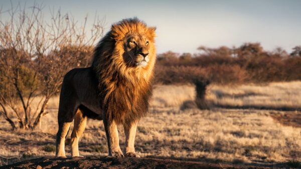 St 719 BILD iStock