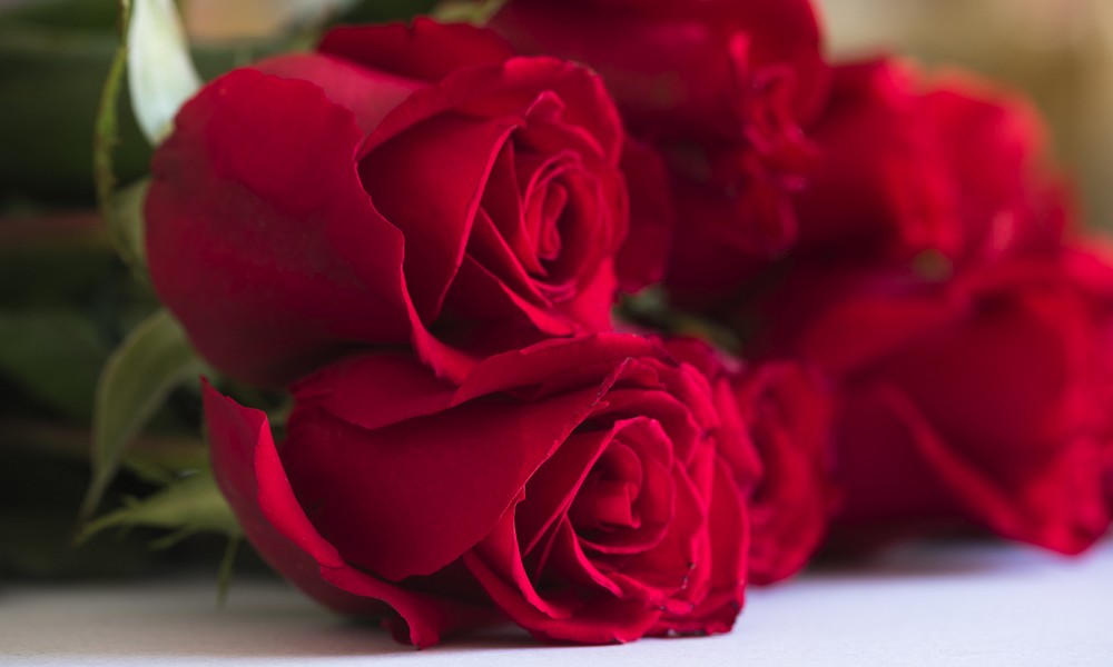 Rote Rosen