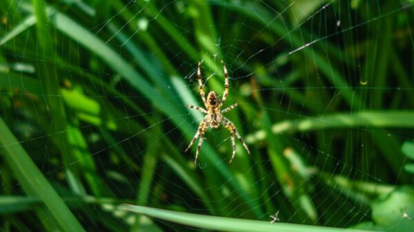 St 82 Spinne BILD iStock