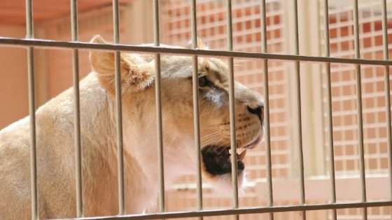 caged lioness picture id181135558