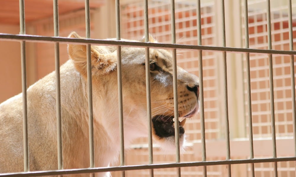 caged lioness picture id181135558