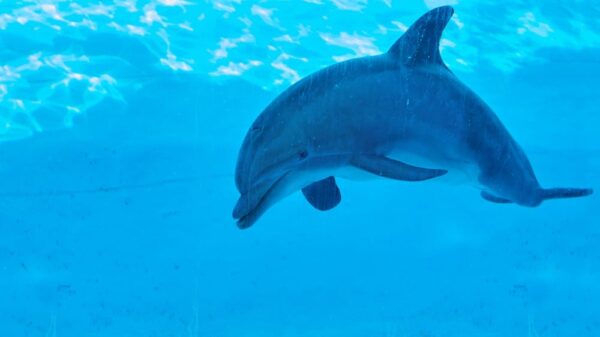 delfin
