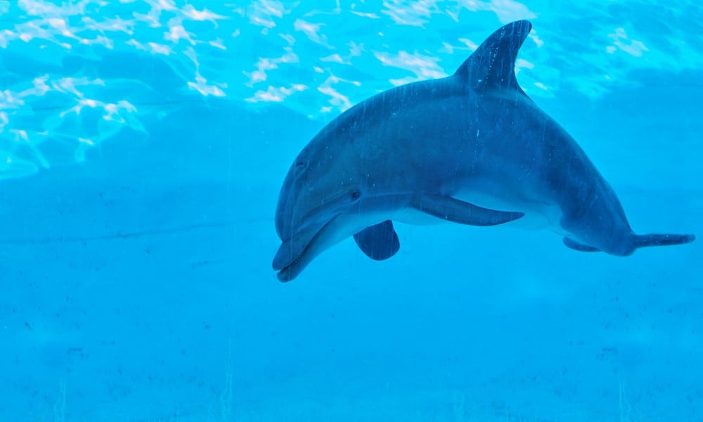 delfin