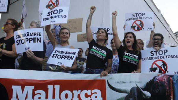 Stierkampf auf Mallorca