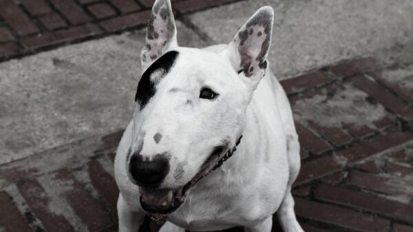 hund