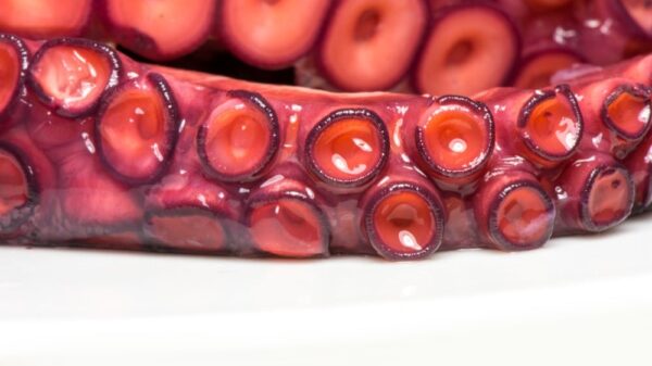 octopus tentacles picture id939000672