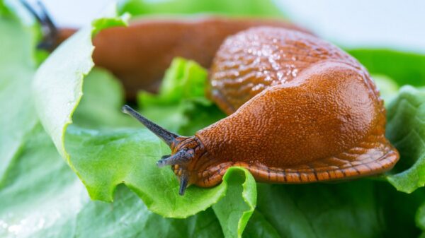schnecke