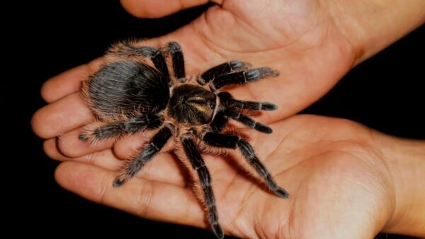 spider in the hand picture id678406144