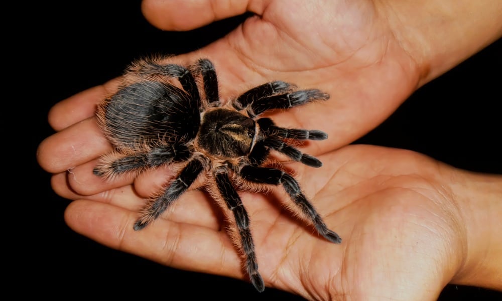 spider in the hand picture id678406144