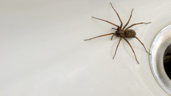 spinne
