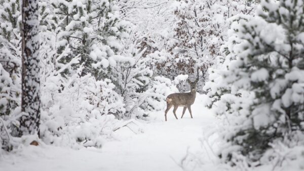 Winter