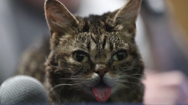 Katze Lil Bub