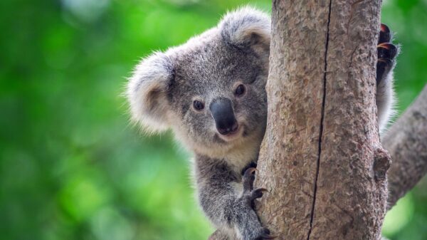 Koala