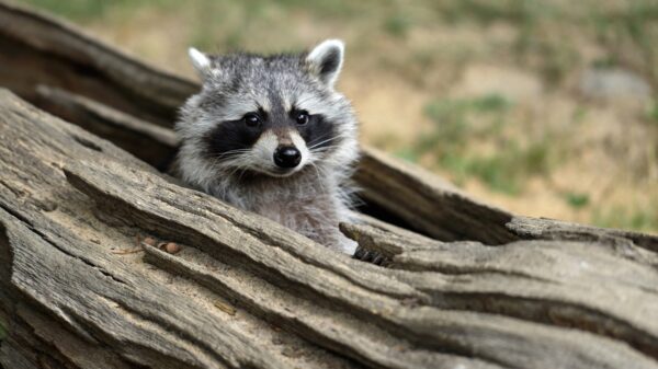 Waschbär
