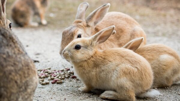 Kaninchen