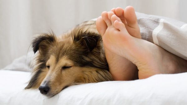 Hund im Bett