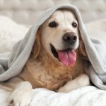 Hundesprache: Diese 4 Signale solltest du unbedingt erkennen