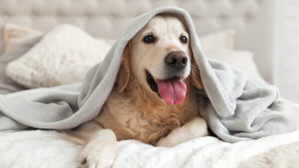 Hund im Bett